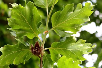 Fagus sylvatica 'Qurcifolia' - buk lesní - puklý plod a rub listů